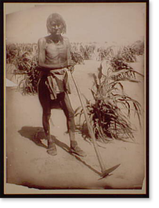 Antique Photo Print - A Hopi cornfield, The man with the hoe
