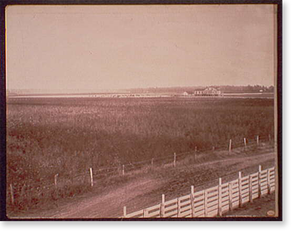 Historic Industry - Cotton fields, Richland - Antique Wall Decor Print