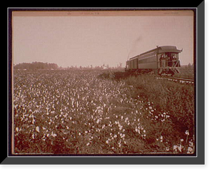 Historic Framed Print, Cotton Fields at Swiftwater,  17-7/8" x 21-7/8"