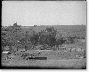 Vintage Americana Print - Sugar cane fields at Post's