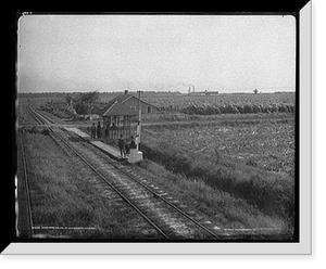 Historic Framed Print, Sugar cane fields at Destroham's [sic], Louisiana,  17-7/8" x 21-7/8"