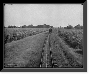 Historic Framed Print, Sugar cane fields, Louisiana,  17-7/8" x 21-7/8"