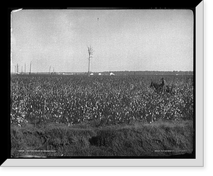 Historic Framed Print, Cotton fields at Dahomey, Mississippi,  17-7/8" x 21-7/8"