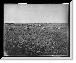 Historic Framed Print, [A Harvest field, Brookings, S.D.],  17-7/8" x 21-7/8"