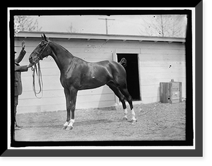 Historic Framed Print, HORSE SHOWS. HORSES.,  17-7/8" x 21-7/8"