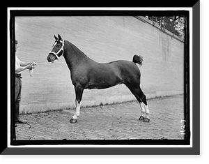 Historic Framed Print, HORSE SHOWS. McLEAN, JOHN ROLL. HIS HORSES - 2,  17-7/8" x 21-7/8"