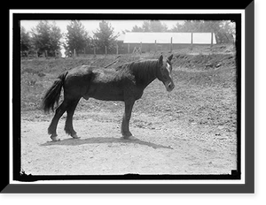 RODNEY. ARMY HORSE IN CUBAN WAR. RETIRED AT FORT MYER, Antique Wall Art