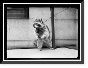 Historic Framed Print, RACCOON - 2,  17-7/8" x 21-7/8"