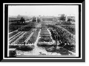 NATIONAL EMERGENCY WAR GARDENS COM. WAR GARDENS - 14, Historic Reproduction