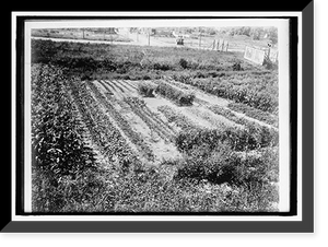 NATIONAL EMERGENCY WAR GARDENS COM. WAR GARDENS - 16, Historic Reproduction