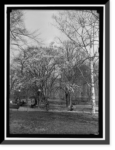 Historic Framed Print, DISTRICT OF COLUMBIA PARKS. MAGNOLIAS - 3,  17-7/8" x 21-7/8"