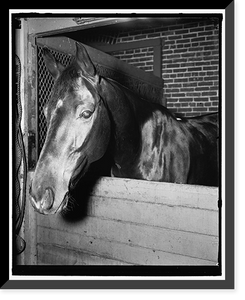 Historic Framed Print, Billy [...] horse,  17-7/8" x 21-7/8"
