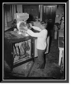 Historic Framed Print, Hams. From time to time the hams are taken from the incubator by Mr. Carroll and weighed to checked the shrinkage caused during the aging process,  17-7/8" x 21-7/8"