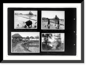 Historic Framed Print, Transplanting rice plants; all day in mud and no rheumatics; wooden plow; rice paddies,  17-7/8" x 21-7/8"