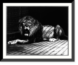 Nero at Lincoln Park zoo, Chicago, Aug., 1928, Antique Print