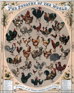 Backyard Chickens, Then And Now