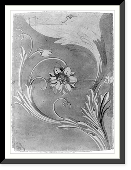United States Capitol, Washington, D.C. Floral (magnolia) decorative relief Classic, Antique Print