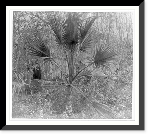 Historic Framed Print, The palmetto tree,  17-7/8" x 21-7/8"