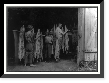 Housing tobacco in barn of W.L. Fugate. Will go to Schoolsville School but it has not opened on account of repairs. Lewis W. Hine. See 4398-9 and 4400. Location: Hedges Station, Kentucky. Classic W