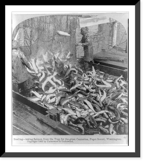 Historic Framed Print, Brailing - taking salmon from the trap for the great canneries, Puget Sound, Washington,  17-7/8" x 21-7/8"