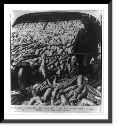 Historic Framed Print, Great canning industries of the Northwest - fifty tons of salmon - Puget Sound, Washington,  17-7/8" x 21-7/8"