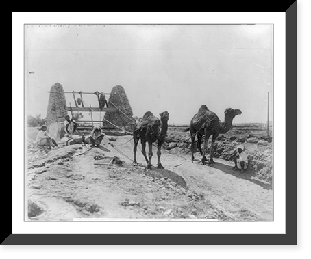 Camels drawing water from well for irrigation. 1905. Egypt, Antique Print