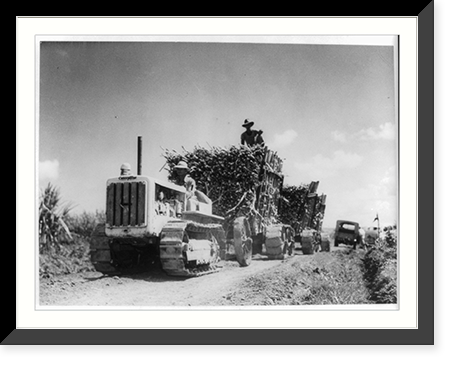 Caterpillar tractor drawing carts loaded with cut sugar cane to nearest railroad spur. Central America, Antique Print