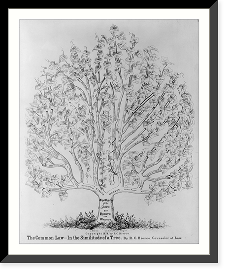 The common law in the similitude of a tree, Antique Print