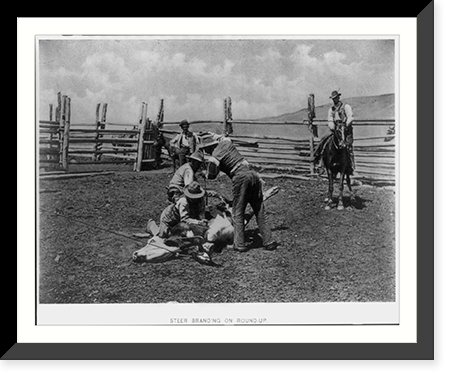 Historic Framed Print, [Steer branding on round-up],  17-7/8" x 21-7/8"