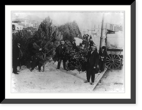 African Americans selling Christmas trees and holly, Washington, D.C, Historic Print