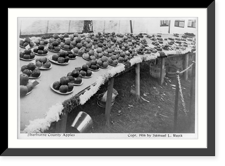 Prize winners at Sherburne County fair, Minnesota - exhibit of apples, Historic Reproduction