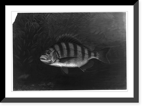 Historic Framed Print, [Sheepshead],  17-7/8" x 21-7/8"