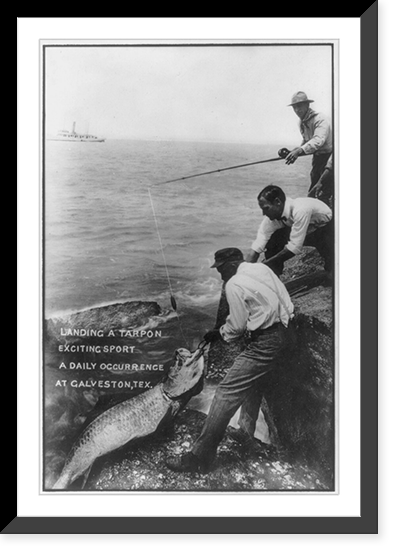 Tex. - Galveston - landing a tarpon - exciting sport - a daily occurrence at Galveston"" Classic, Antique Print