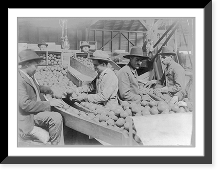 Men working at grading oranges. California, 1904, Antique Print
