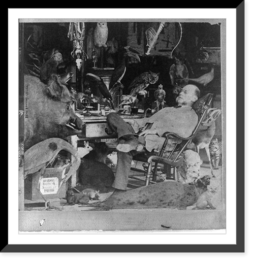Mounted animals: Taxidermist in chair with eyes closed in room full of mounted animals and birds, Vintage Print