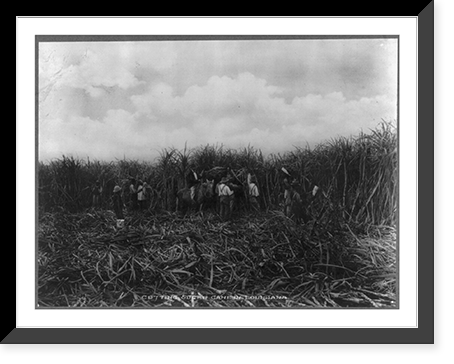 Group of men cutting sugar cane in the New Orleans vicinity, La, Antique Poster