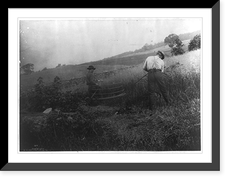 Two men cutting grain, using scythes with cradles, Vintage Poster