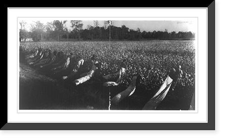 23 African-Americans with long sacks, picking cotton, Wilson, Arkansas, Vintage Print