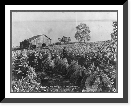 4 men and a boy cutting tobacco in S.W. Virginia, barn in background, Vintage Print
