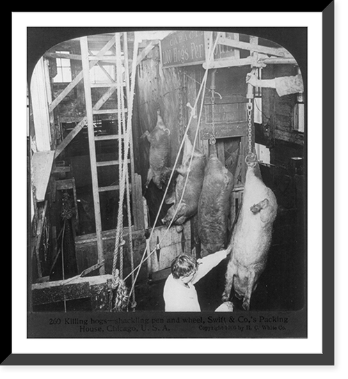 Chicago - Meat Packing Industry - Swift & Co.'s Packing House: killing hogs, shackling pen and wheel, Historic Print