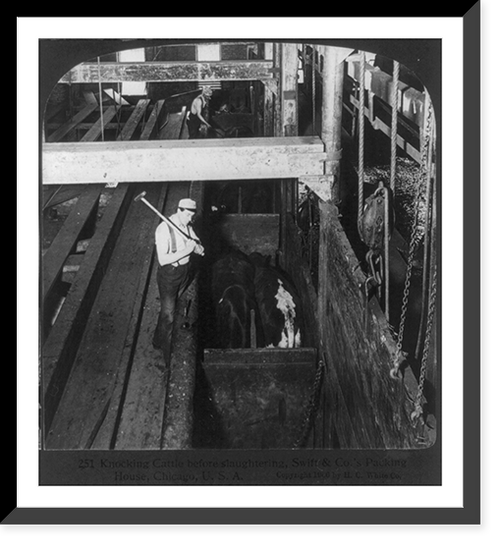 Chicago - Meat Packing Industry - Swift & Co.'s Packing House: knocking cattle before slaughtering Classic, Antique Wall Art