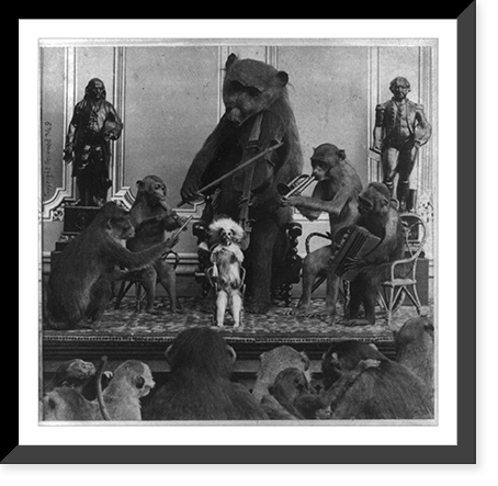 Mounted animals: Monkeys playing musical instruments and a replica of a bear with a violin, Historic Print
