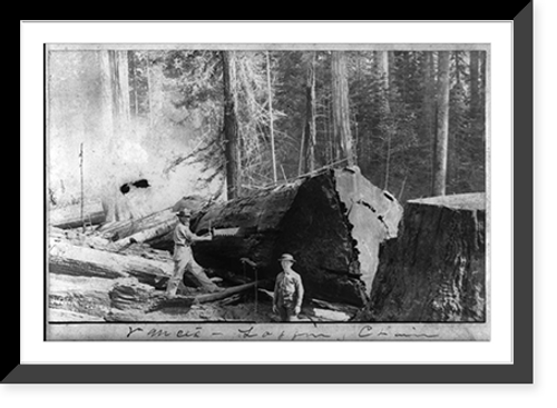 Historic Framed Print, Vance's Logging Claim: man sawing through large log; boy standing in foreground,  17-7/8" x 21-7/8"