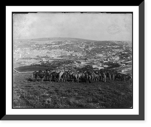 Historic Framed Print, Camels feeding near Nazareth,  17-7/8" x 21-7/8"