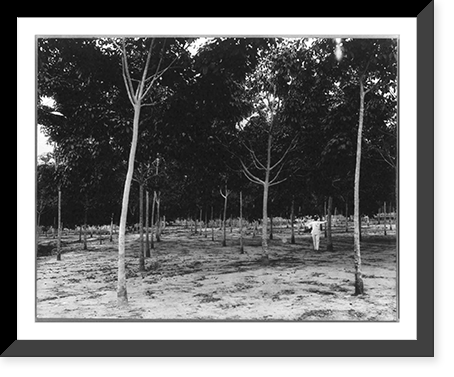 Rubber plantations, Java?, 1914: 3-year-old trees, Soengei Sikassim Estate, Historic Reproduction