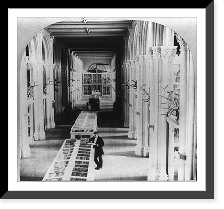 Interior of the Smithsonian Institution, Washington, D.C., showing exhibit cases Classic, Vintage Print