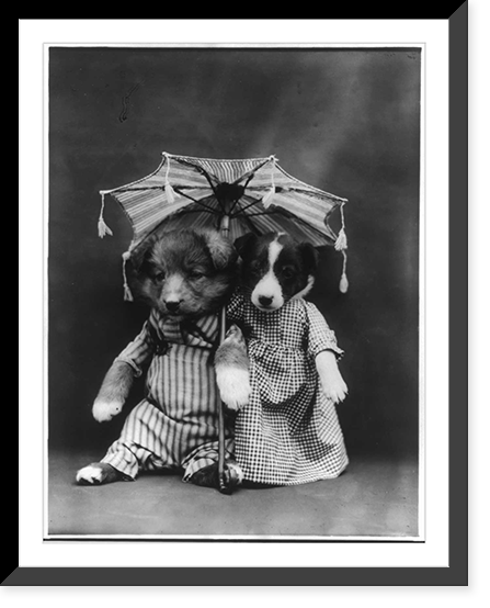 Dogs dressed as humans and posed in human situations: male and female puppies under umbrella Classic, Antique Print