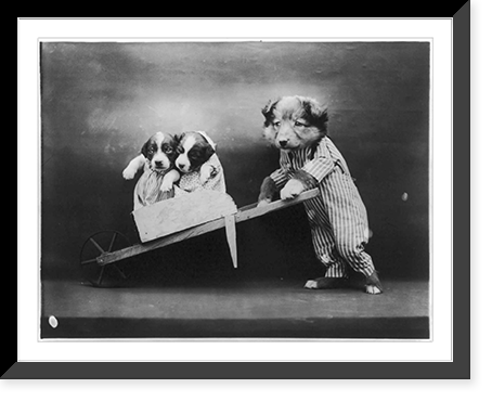 Dogs dressed as humans and posed in human situations: puppy wheeling 2 smaller pups in barrow, Antique Poster