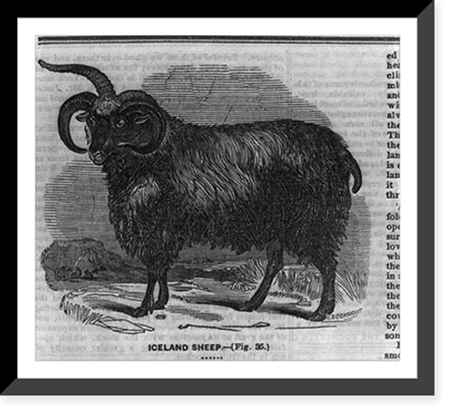 Historic Framed Print, [An] Iceland Sheep,  17-7/8" x 21-7/8"