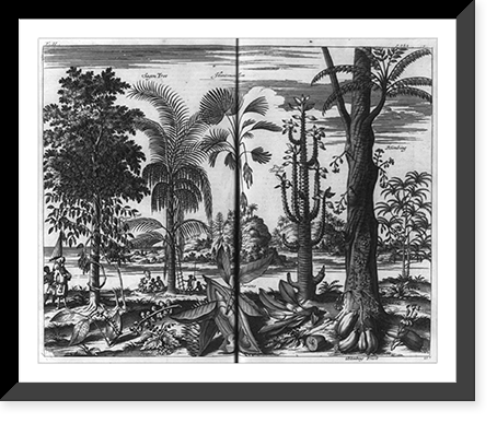 The pepper, sagoe, huntsmans, dogs tongue and blimbing trees, with their fruits" East Indies?", Vintage Print